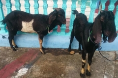 qurban01